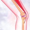 Anatomia